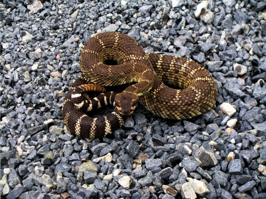 Rattlesnake