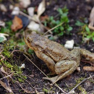 Colorado River Toad