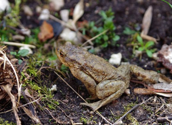 Colorado River Toad