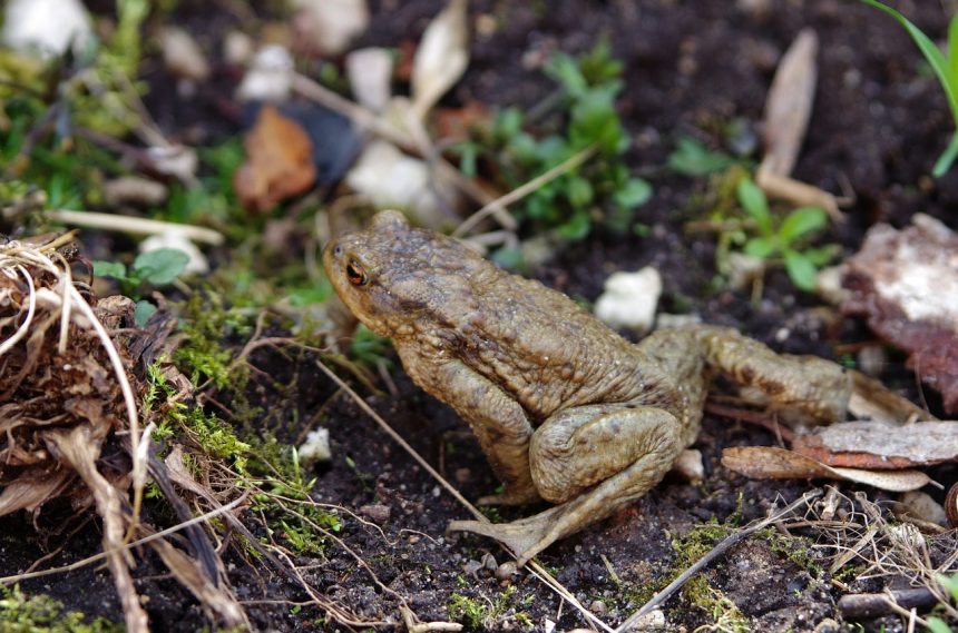 Colorado River Toad